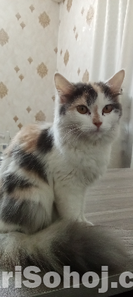 Persian mixed breed